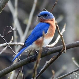 Blue Bird Interrupted