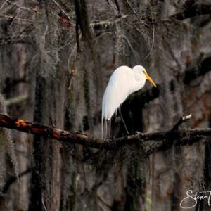 Perched Egret