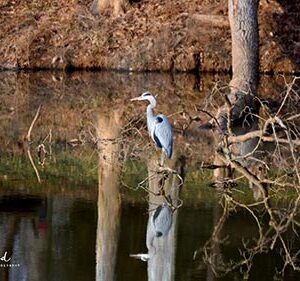 Reflecting Egret