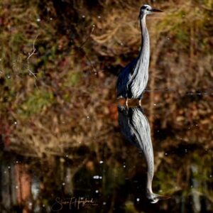 Egret Reflection in Lake